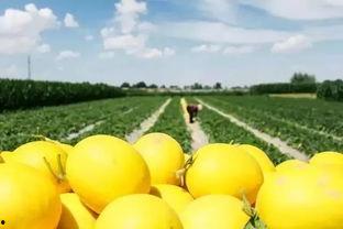 绿洲里面吃瓜,共享夏日清凉时光