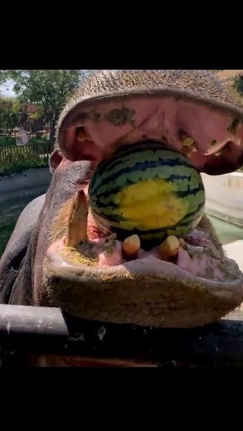 河马吃米不吃瓜,偏爱米粮，对瓜果情有独钟