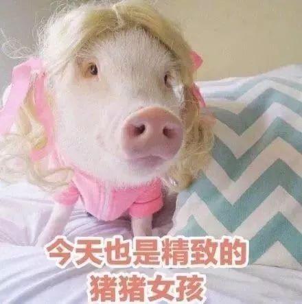 吃瓜猪猪背课文,趣味背课文之旅