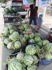 广东文理吃瓜事件,校园舆论风波背后的真相探究