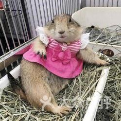 土拨鼠锅里洗澡吃瓜,洗澡吃瓜的独特体验