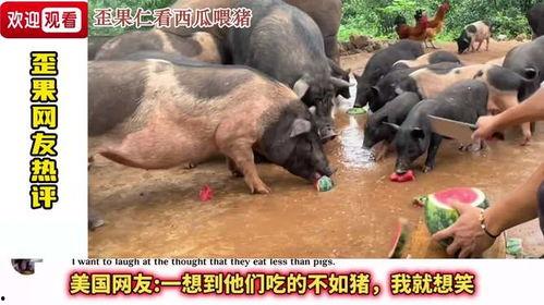 猪还会吃瓜,瓜类新宠儿的诞生