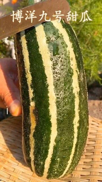 吃瓜只是什么方面,揭秘吃瓜群众的多元视角与趣味生活